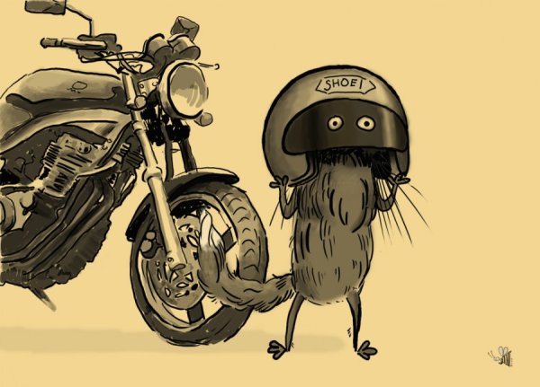 Кот на мотоцикле