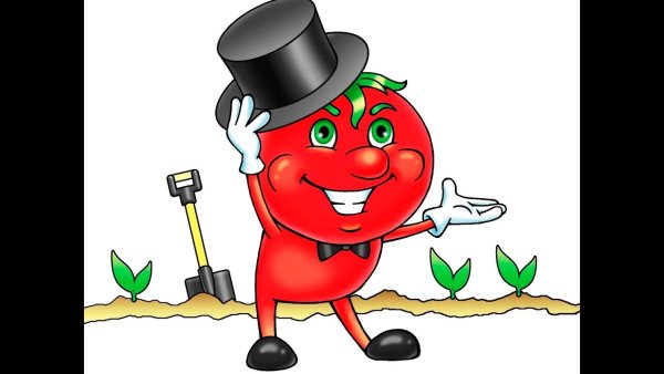 Сеньор помидор