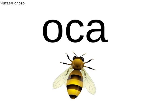 Карточка Оса