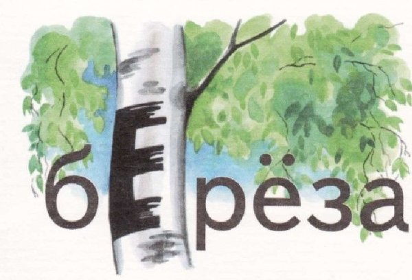 Словарное слово береза в картинках