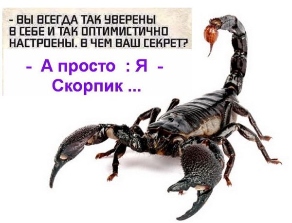 Скорпион смешные высказывания