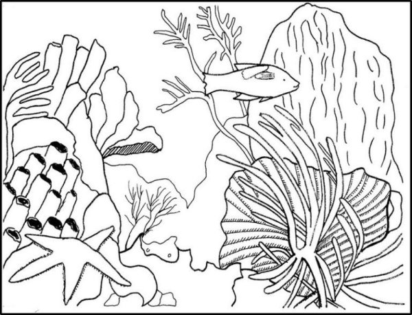 Коралловый риф раскраска