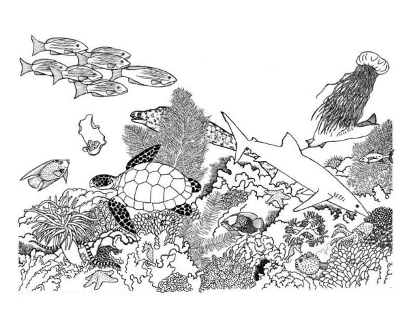 Большой Барьерный риф раскраска