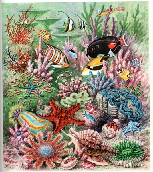 Животные кораллового рифа