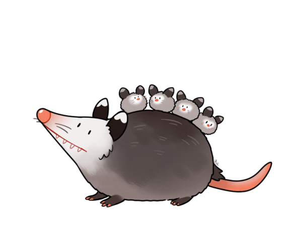 Опоссум рисунок