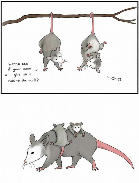 Опоссум шутки