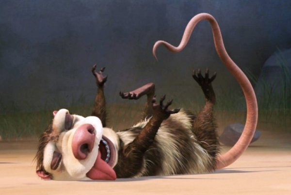 Ледниковый период опоссумы спят