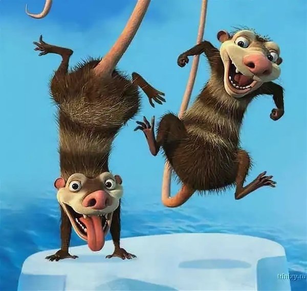 Опоссумы крэш и Эдди