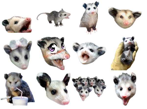 Опоссум на белом фоне