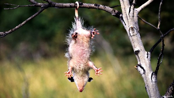 Опоссум Андрей