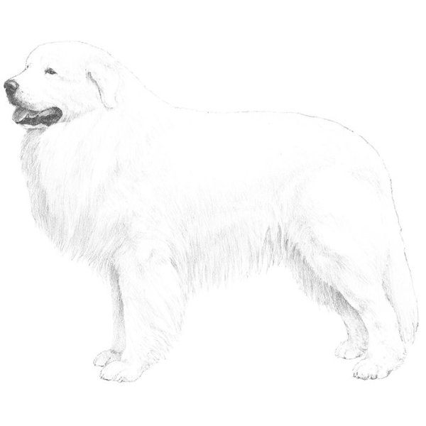 Пиренейская Горная собака арт