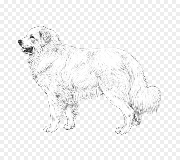 Пиренейская Горная и Кавказская овчарка