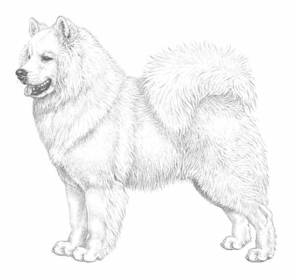Раскраска собака самоед