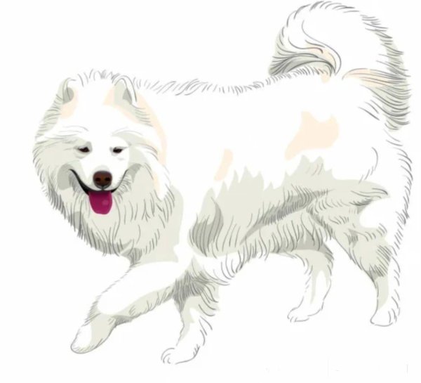 Самоедская собака вектор