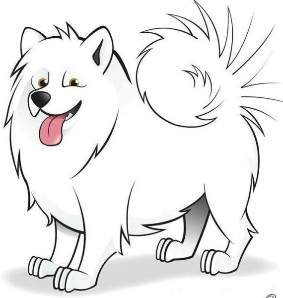 Раскраска шпиц самоед