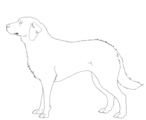 Золотистый ретривер щенки раскраска