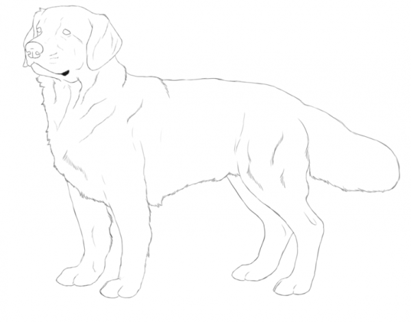 Золотистый ретривер щенки раскраска