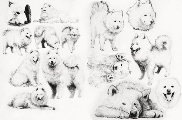 Лайка самоед рисунок