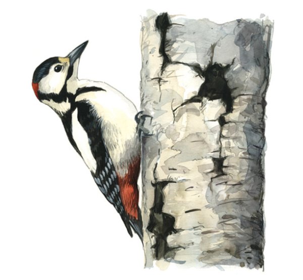 Дятел картинка