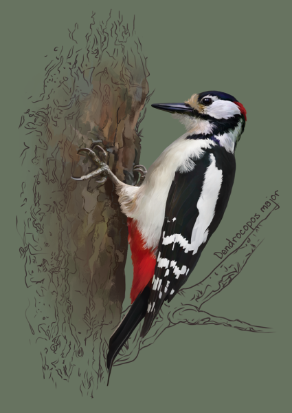 Дятел картинка