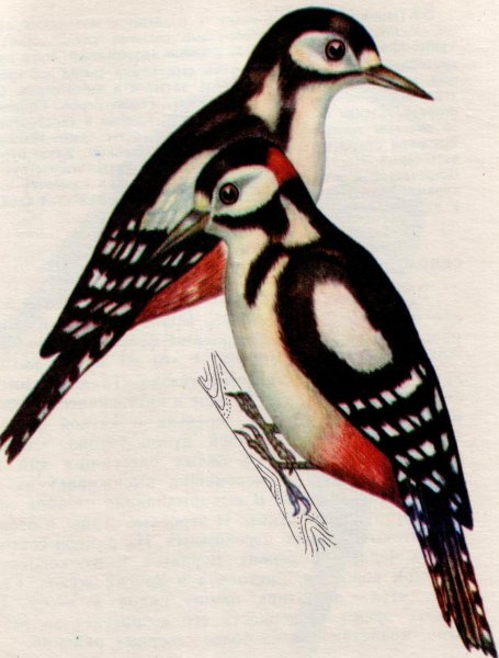 Дятлы Кубани