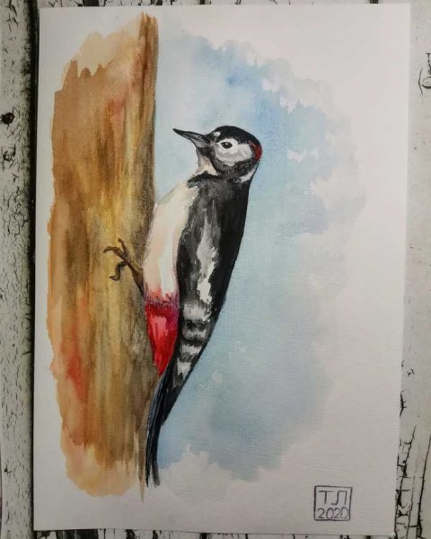 Большой пестрый дятел нарисовать