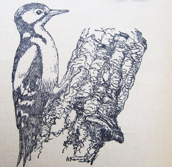 Дятел рисунок карандашом