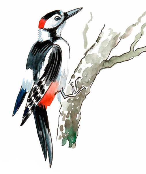 Малый пестрый дятел рисунок