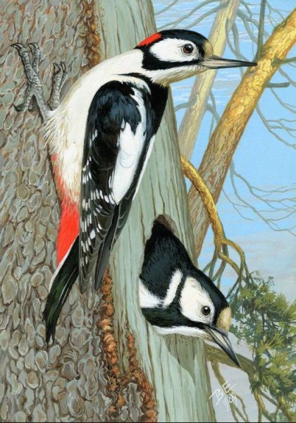 Дятел красками