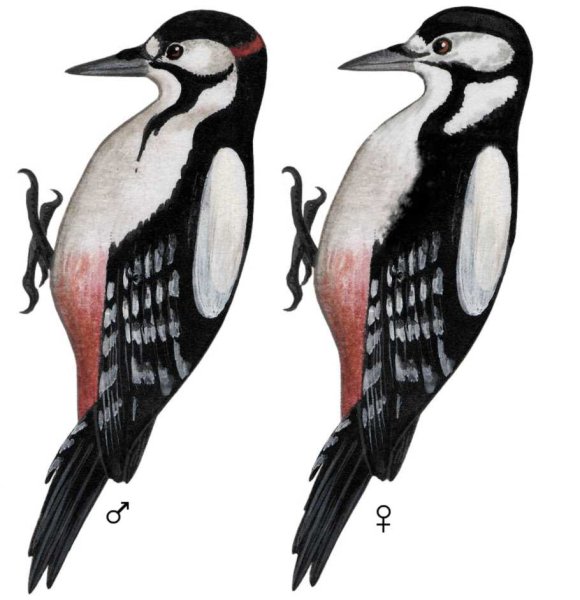 Дятел самец и дятел самка