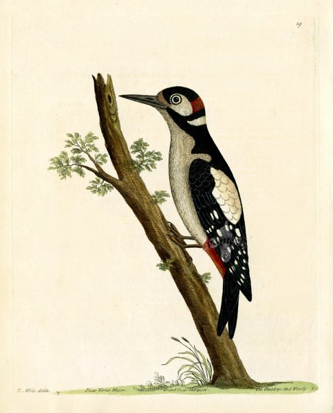 Дятел иллюстрация