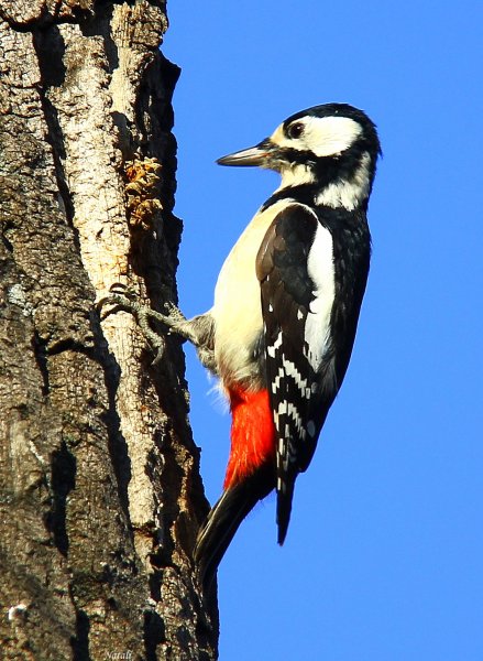 Пёстрый дятел (Dendrocopos Major)