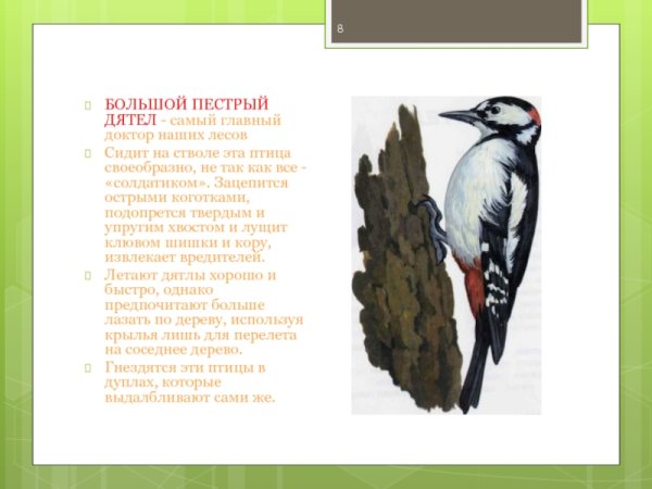 Дятел вектор