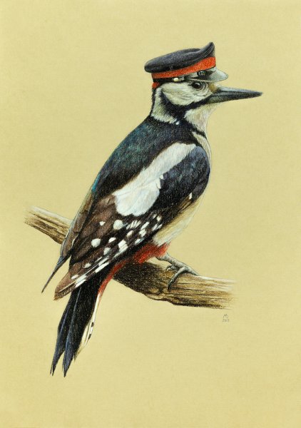 Дятел картинка для детей