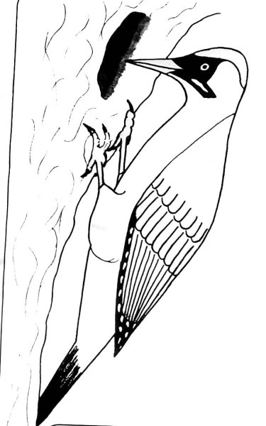 Большой пестрый дятел на белом фоне