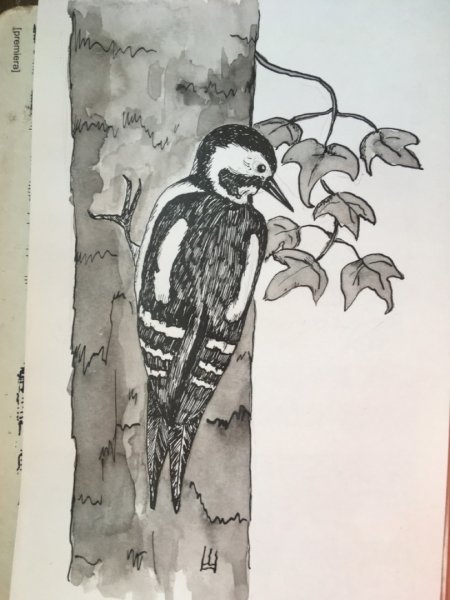 Дятел на белом фоне