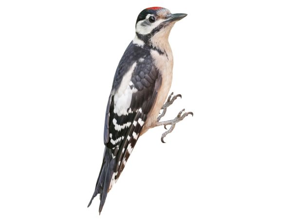 Художник Claire Milligan