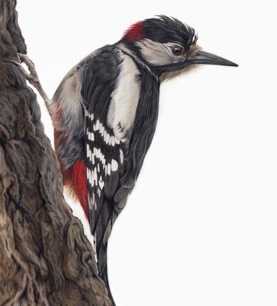 Зеленый дятел рисунок