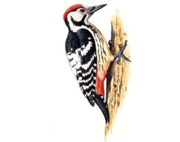 Средний пестрый дятел самец и самка