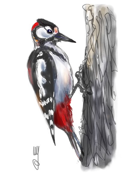 Яйца большого пестрого дятла