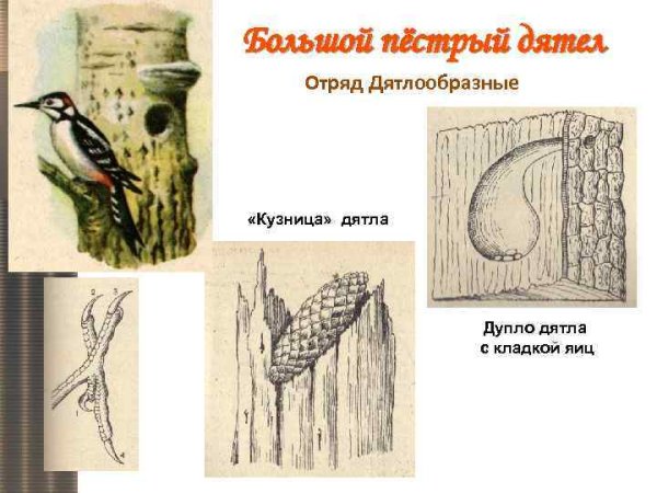 Дятлы виды рисунки