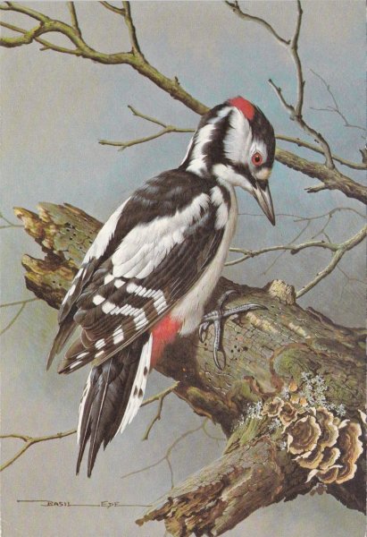 Лесной доктор пришвин иллюстрации