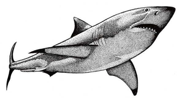 Акула набросок