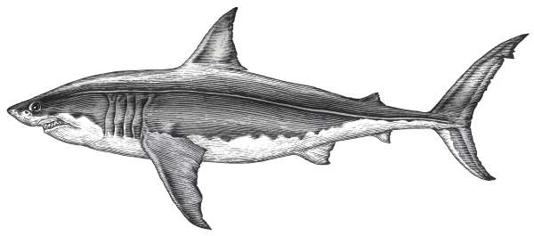 Акула чертеж