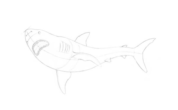Раскраска акула из Икеи