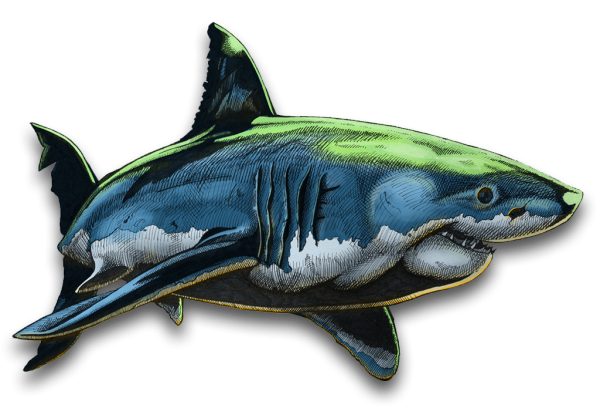 Акула рисунок в цвете