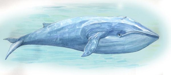 Милый синий кит