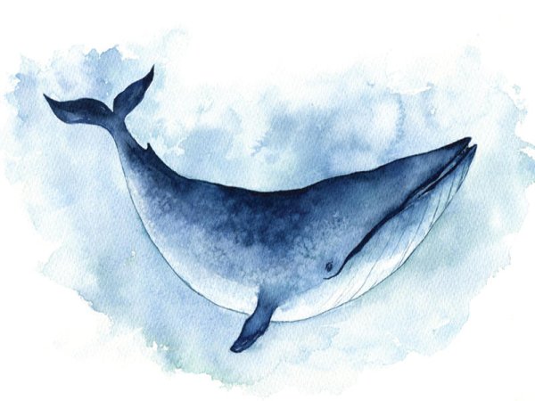 Большой синий кит акварелью