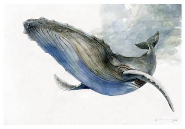 Акварельные Наброски кит