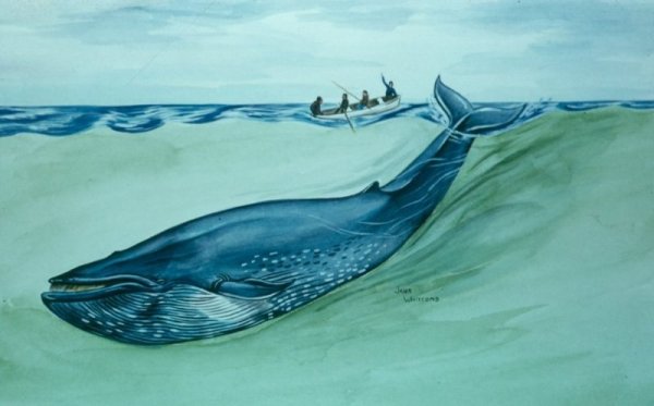 Кит и Китенок акварель